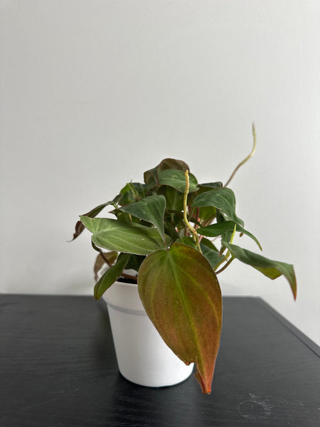 Philodendron Mican (a)