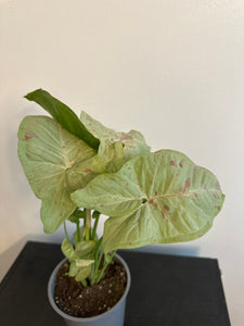 Syngonium 'Confetti' Arrowhead (a)