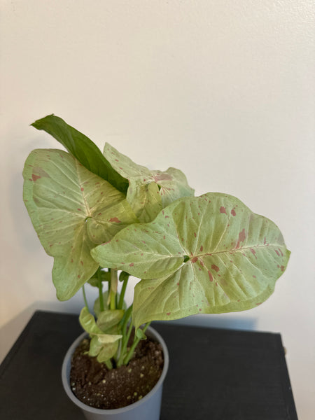 Syngonium 'Confetti' Arrowhead (a)