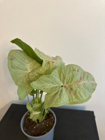 Syngonium 'Confetti' Arrowhead (a)