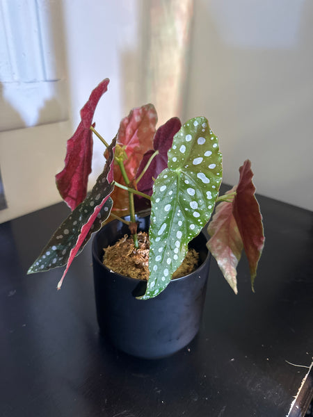 4" Polka Dot Begonia Maculata (a)