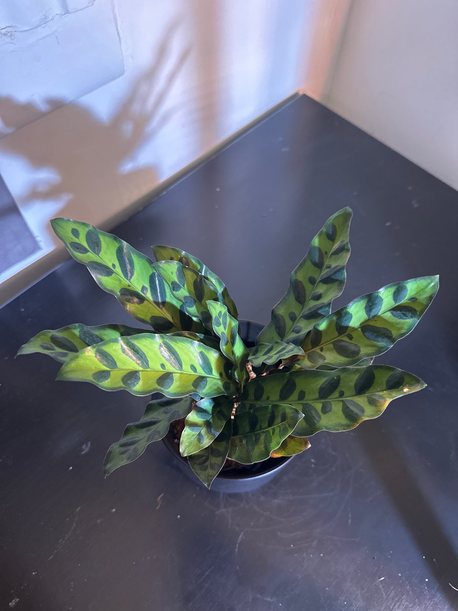4" Calathea Lancifolia 'Rattlesnake' (c)