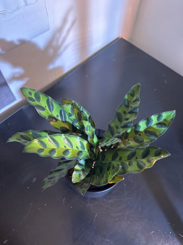 4" Calathea Lancifolia 'Rattlesnake' (c)