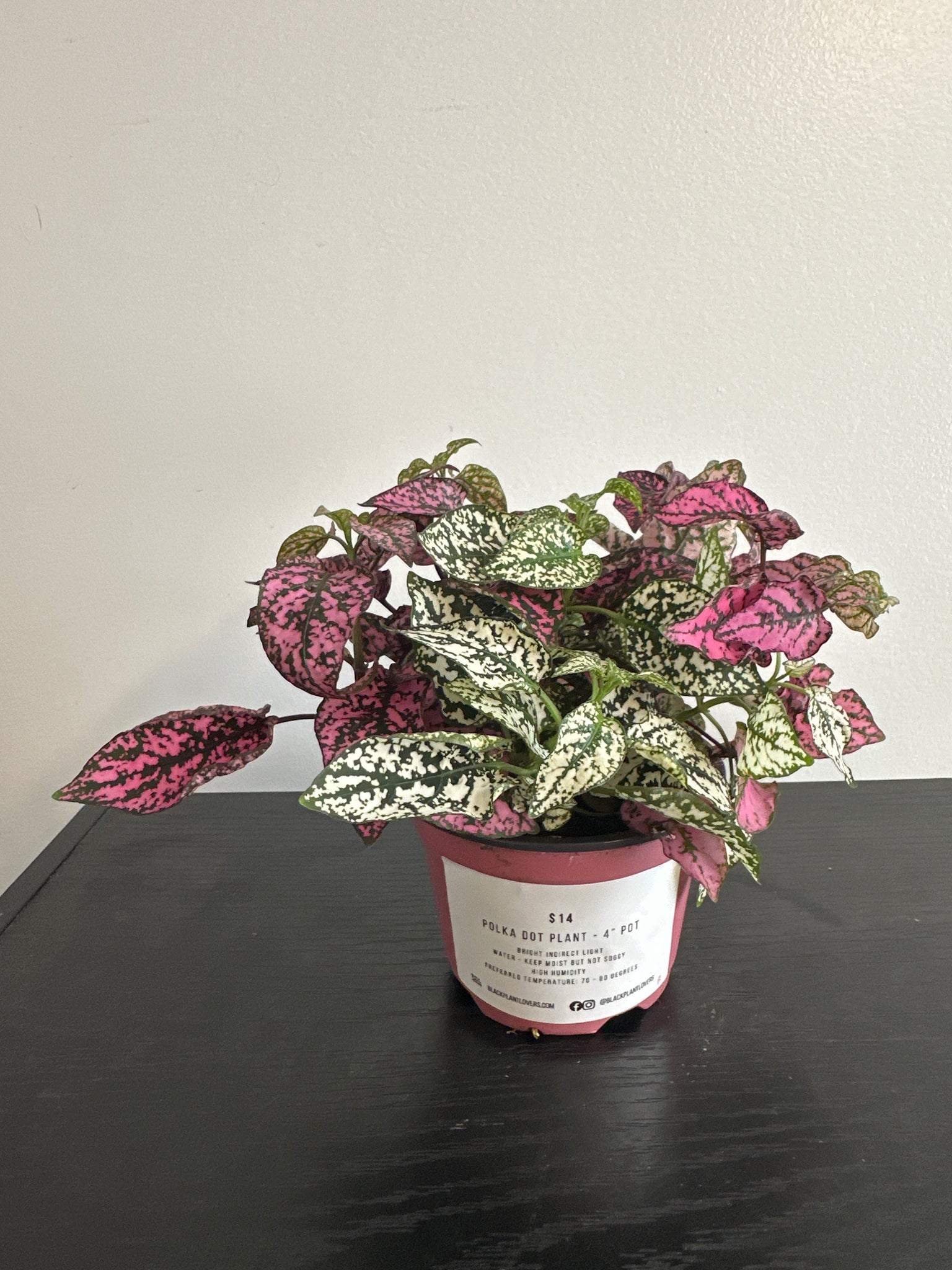 Polka Dot Plant (b)