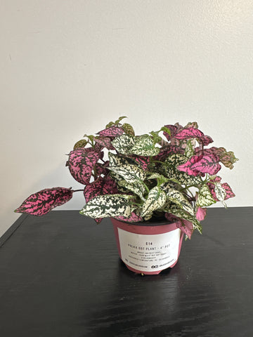 Polka Dot Plant (b)