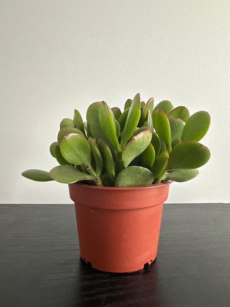 Jade Plant