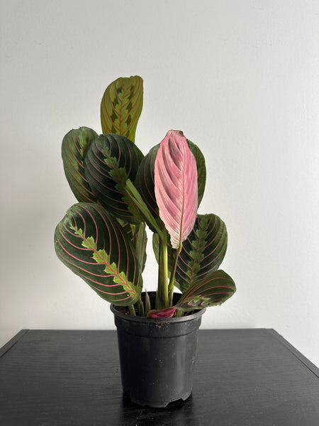 Red Maranta Plant (a)