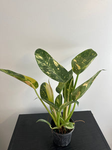 Variegated Philodendron Green Congo (b)