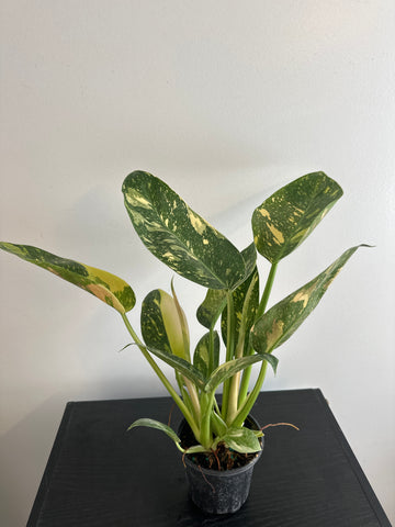 Variegated Philodendron Green Congo (b)