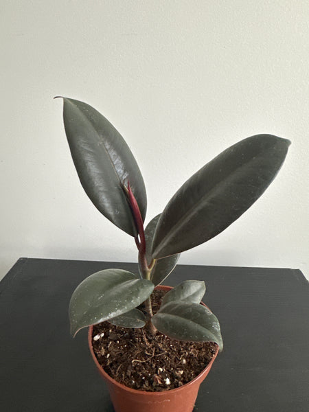 Ficus Elastica Rubber Plant