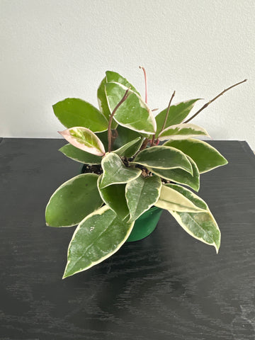 4" Hoya 'Krimson Queen' (c)