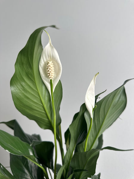 Peace Lily (a)