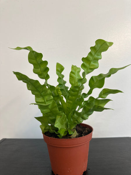 Crispy Wave Fern