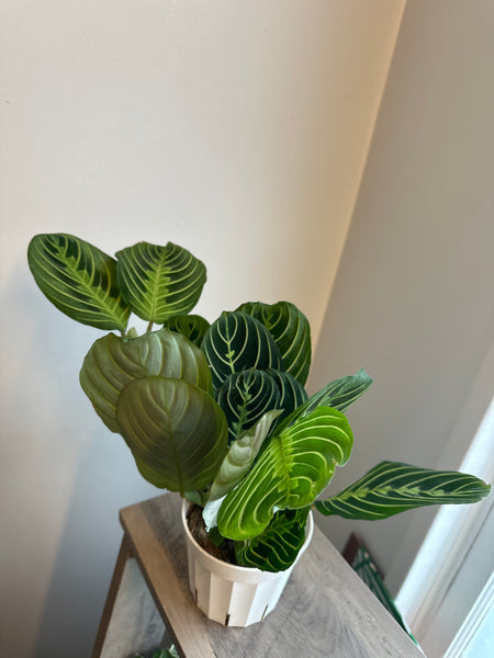 Lemon Lime Maranta Plant (b)