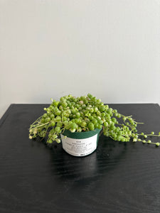 Variegated String of Pearls (b)