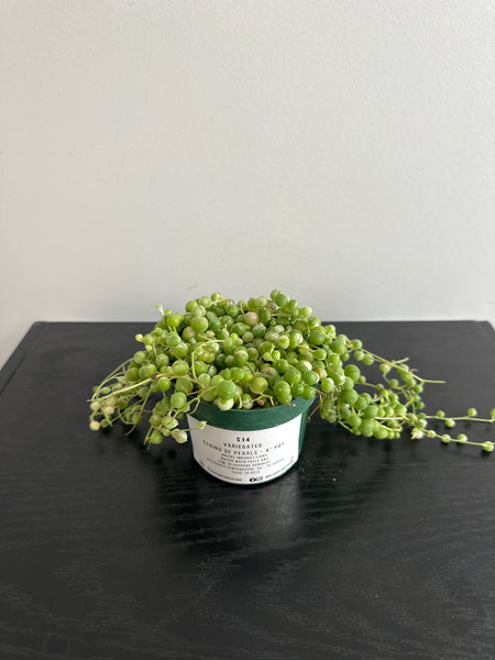 Variegated String of Pearls (b)