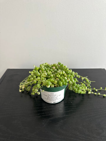 Variegated String of Pearls (b)