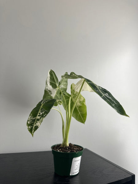 4" Variegated Alocasia 'Frydek' (a)
