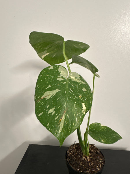 4" Monstera Thai Constellation' (b)
