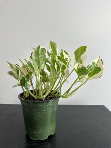 Pearls and Jade Pothos (f)