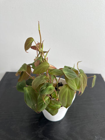 Philodendron Mican (c)
