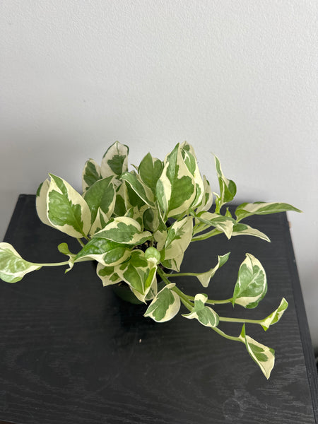 Pearls and Jade Pothos (e)
