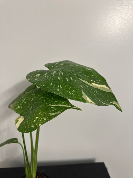 4" Monstera Thai Constellation' (b)
