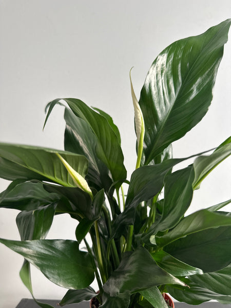Peace Lily (b)