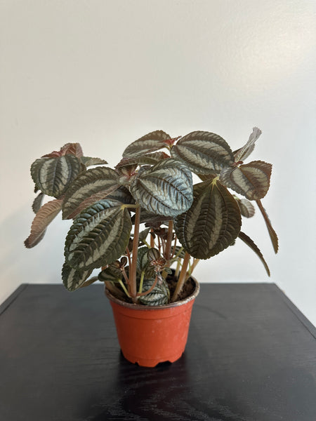 Pilea Spruceana “Friendship” Plant (a)