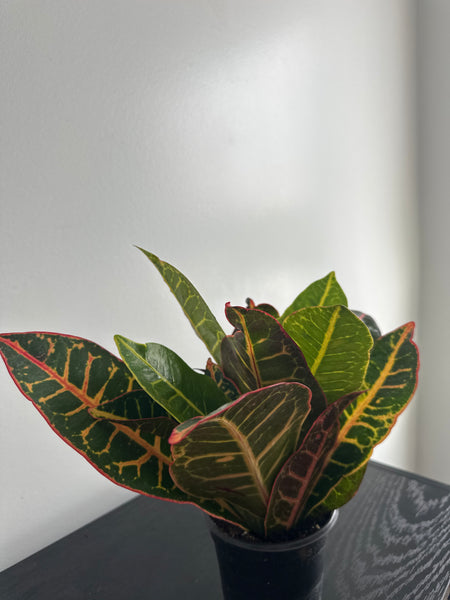 Croton Petra