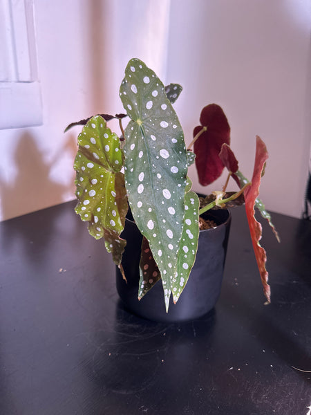 4" Polka Dot Begonia Maculata (d)