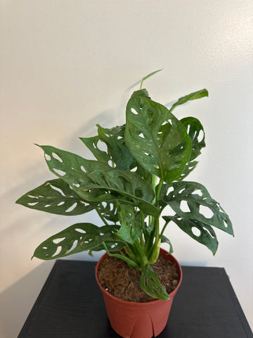 6” Monstera Adansonii (a)