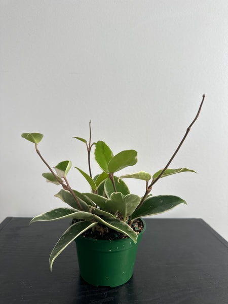 4" Hoya 'Krimson Queen' (d)