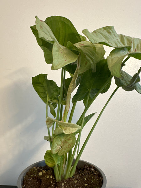 Syngonium 'Confetti' Arrowhead (a)