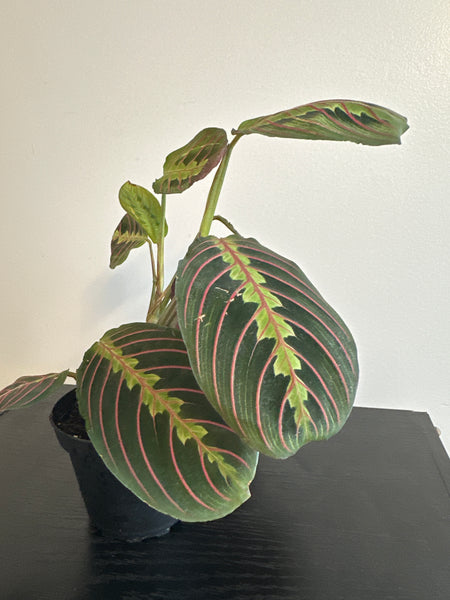 Red Maranta Plant (c)
