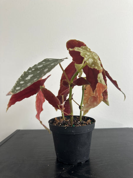 4" Polka Dot Begonia Maculata (d)