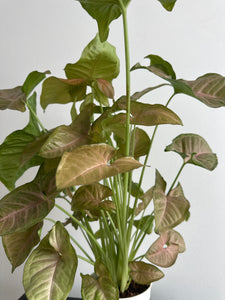 Syngonium Strawberry Cream Pink Arrowhead - 4” (b)