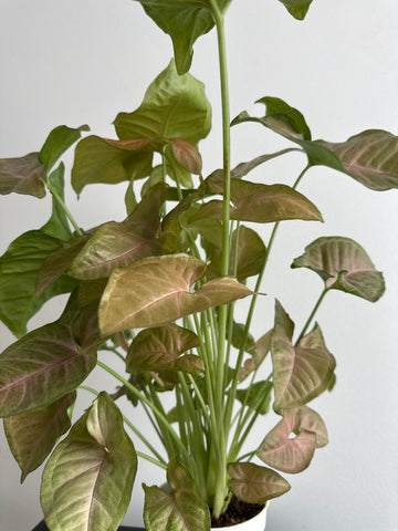 Syngonium Strawberry Cream Pink Arrowhead - 4” (b)