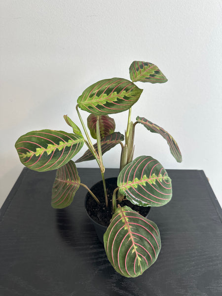 Red Maranta Plant (c)