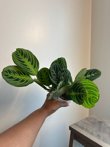 Lemon Lime Maranta Plant (b)