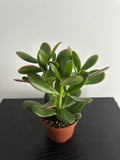 Jade Plant