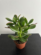 Jade Plant