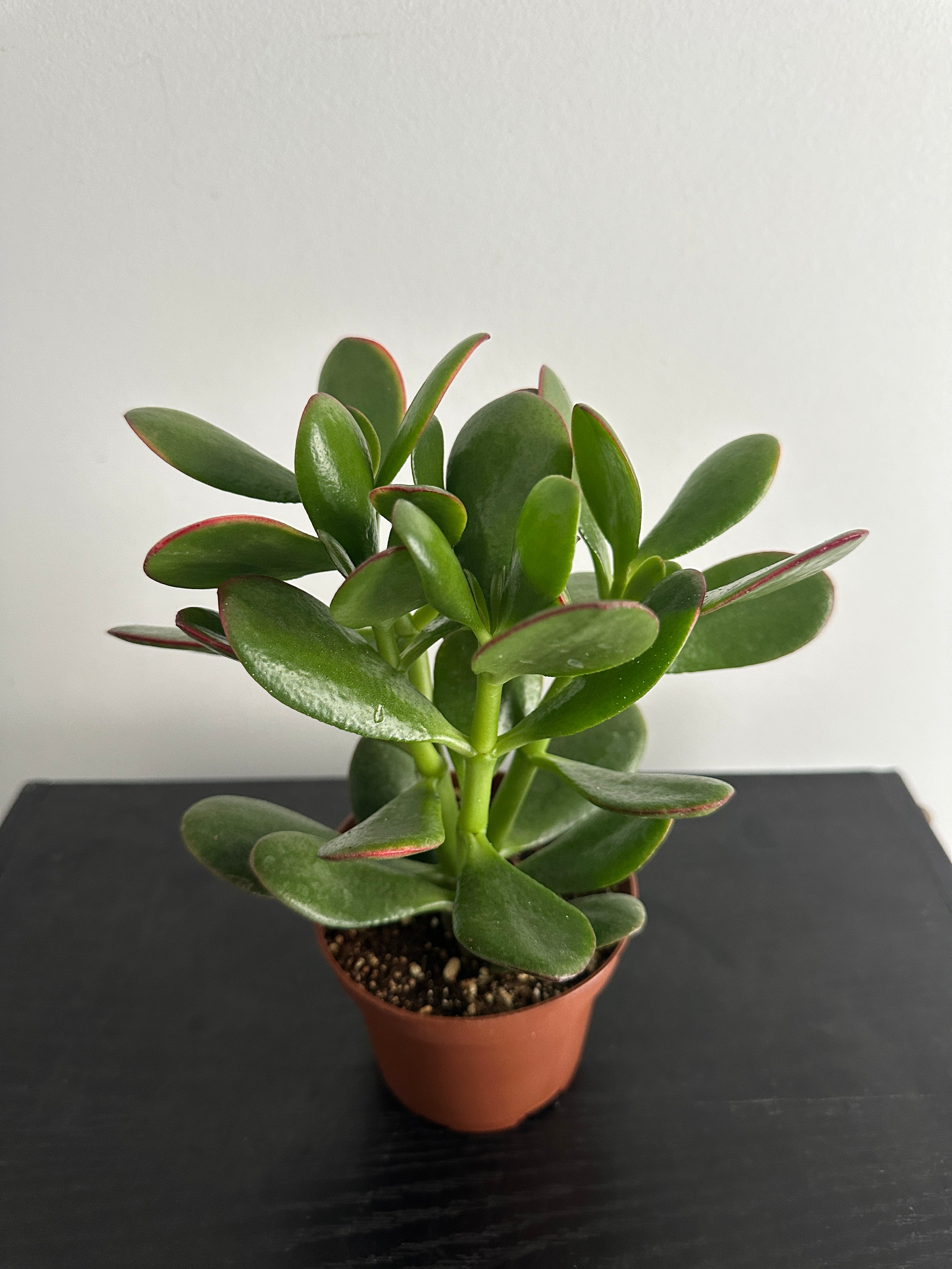 Jade Plant