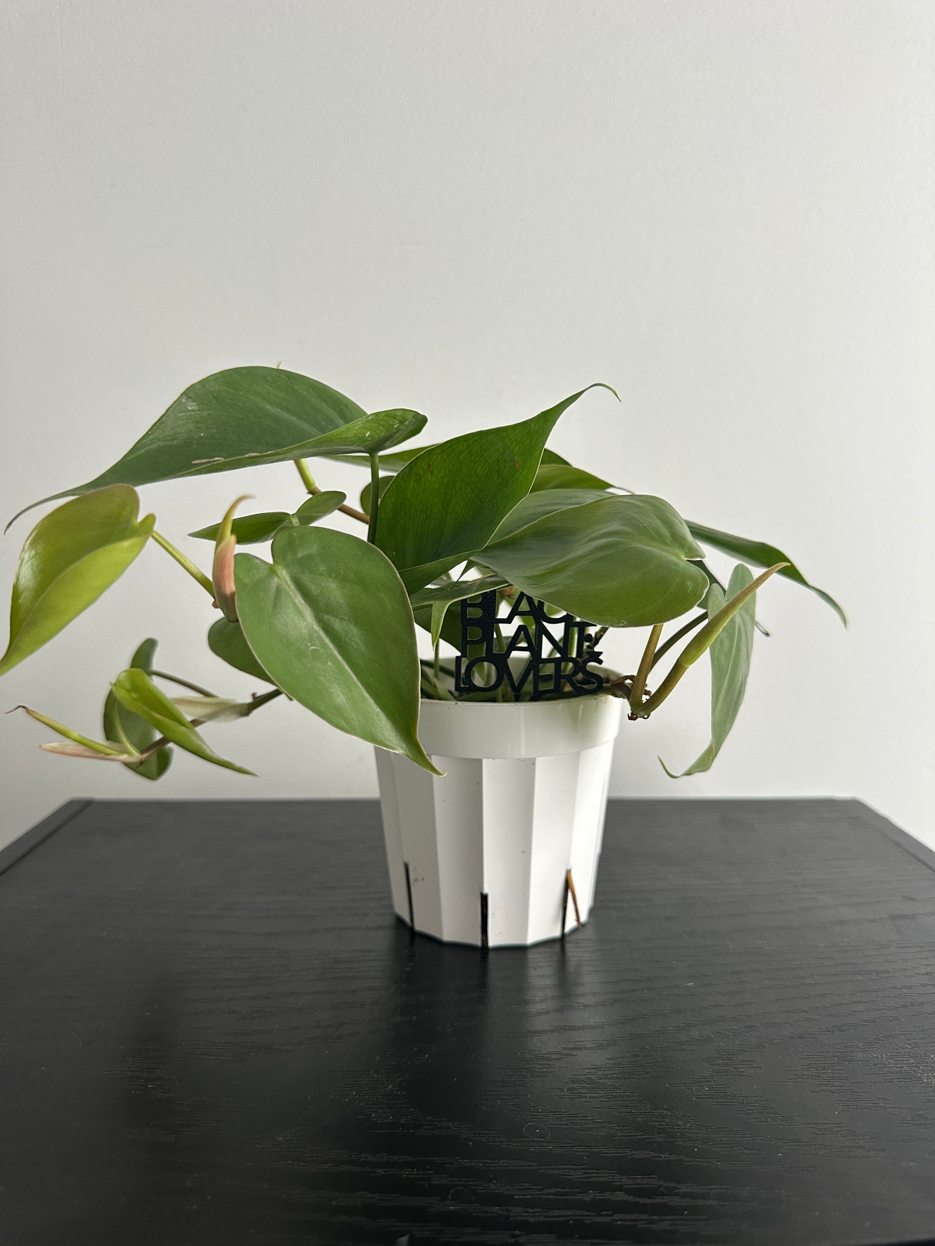 Philodendron Heartleaf (a)