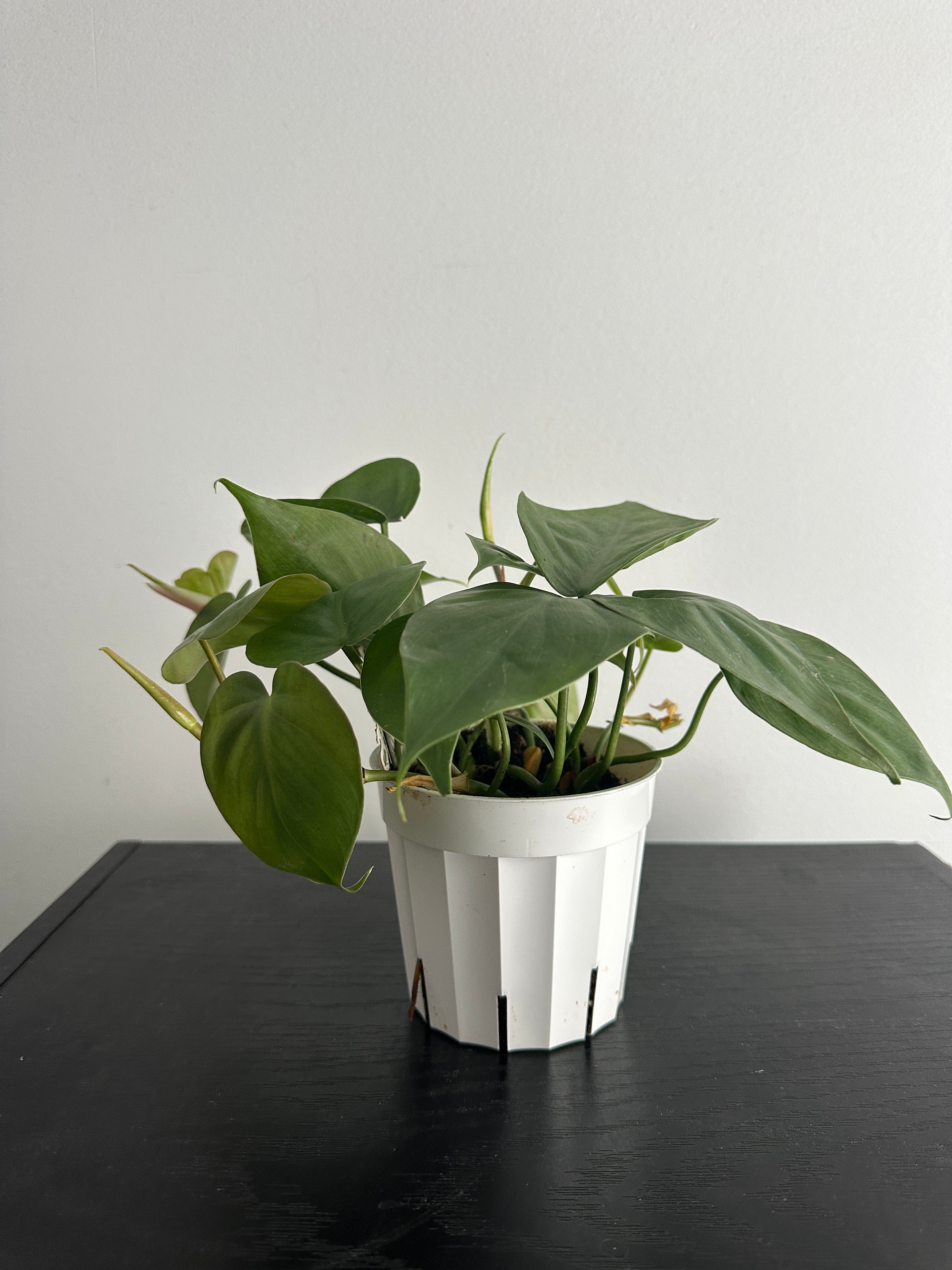 Philodendron Heartleaf (a)