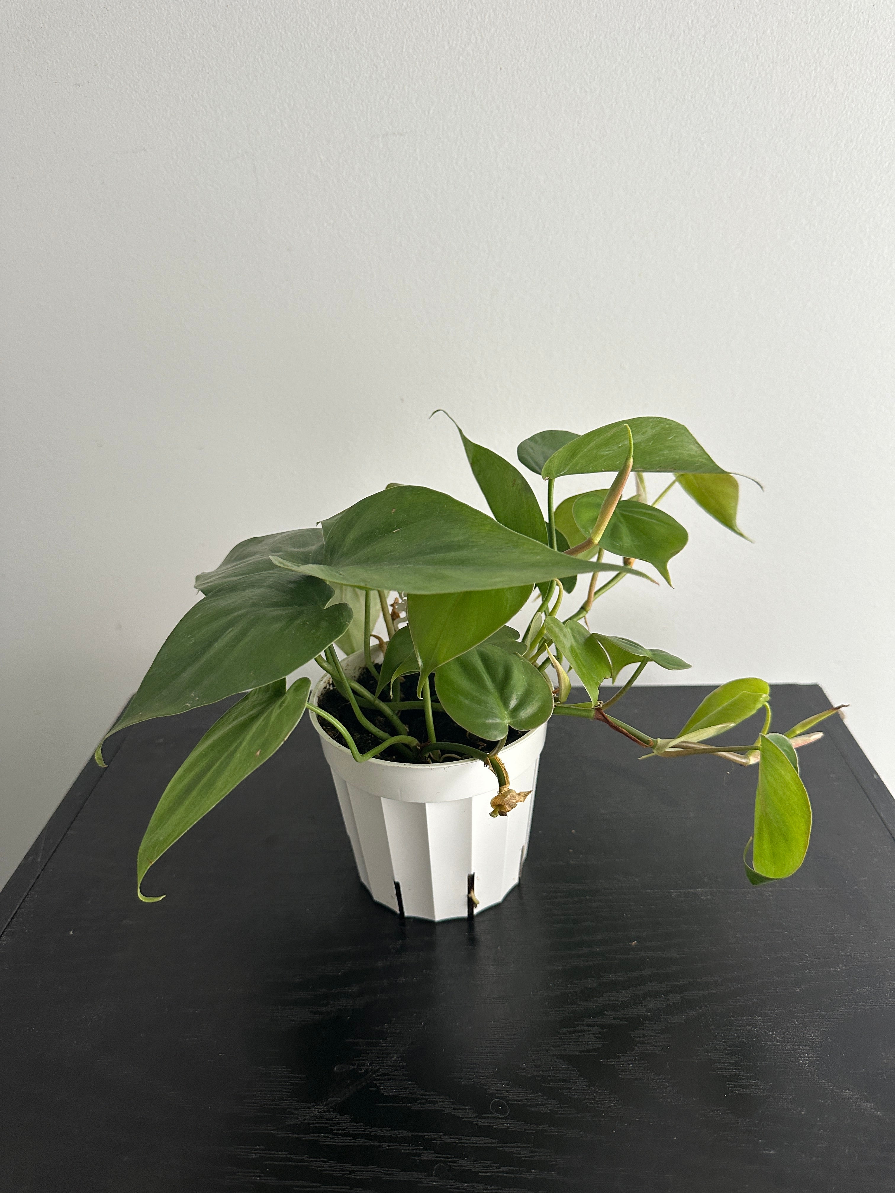 Philodendron Heartleaf (a)