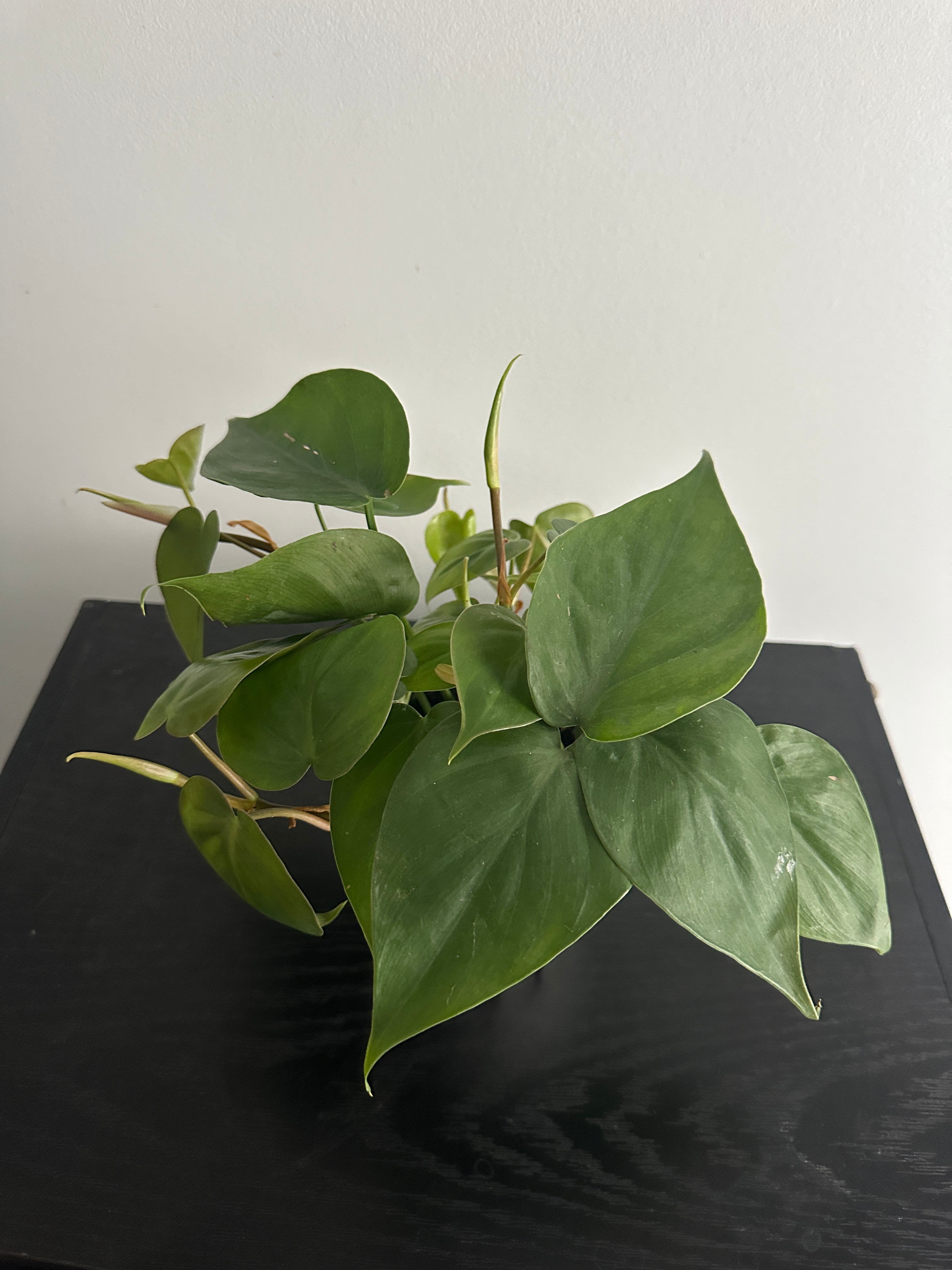 Philodendron Heartleaf (a)