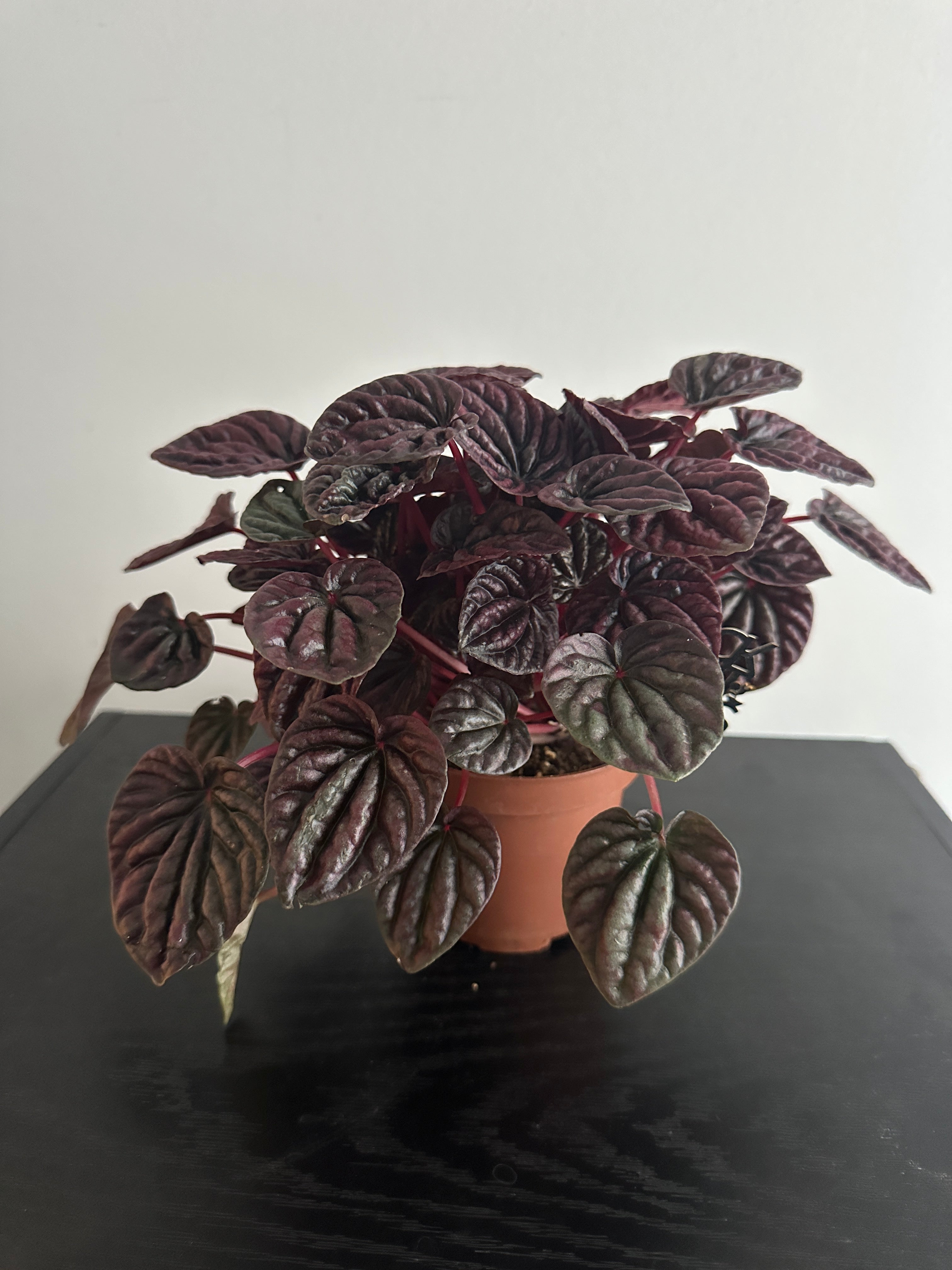 Peperomia Red Luna