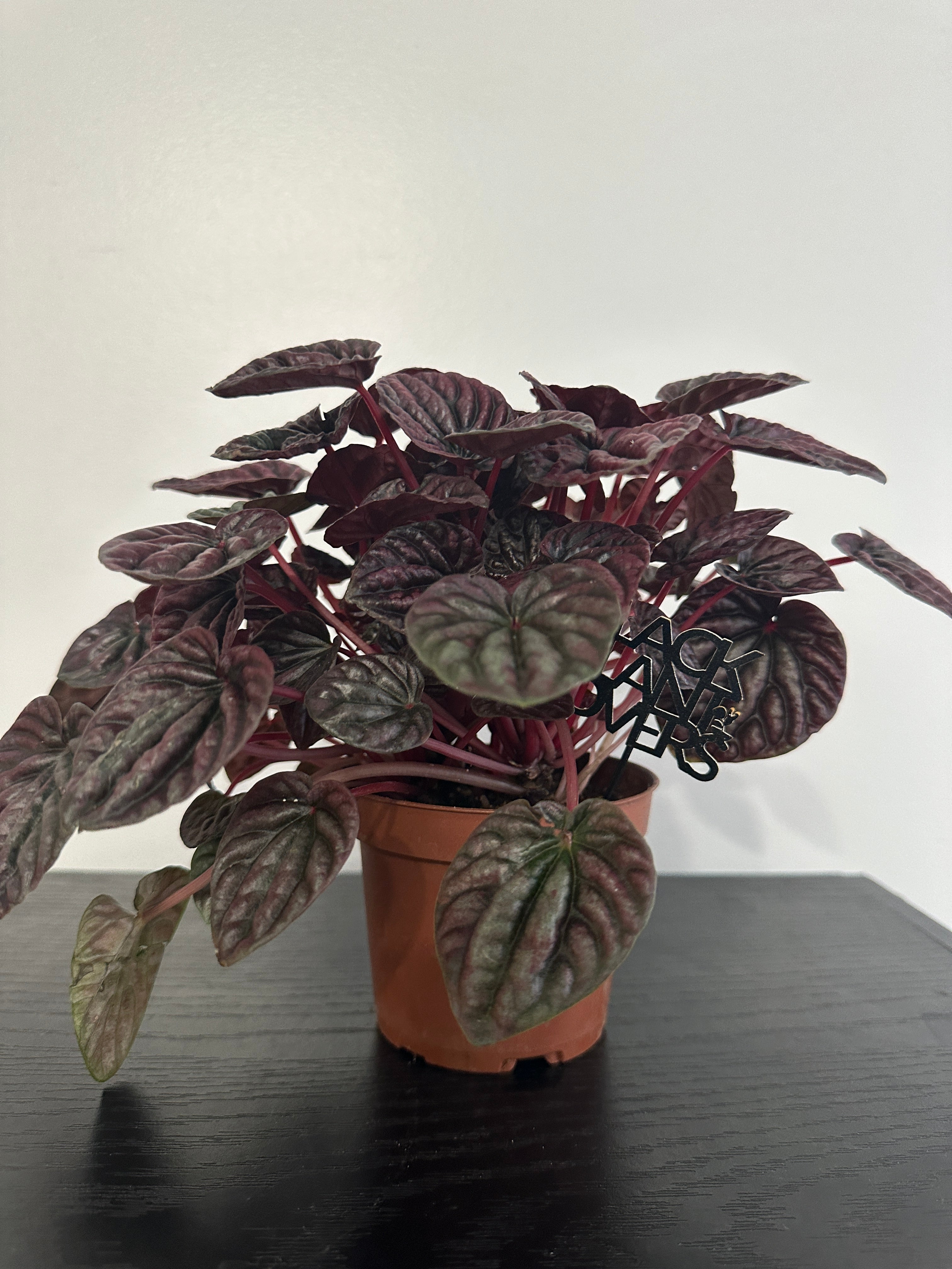 Peperomia Red Luna