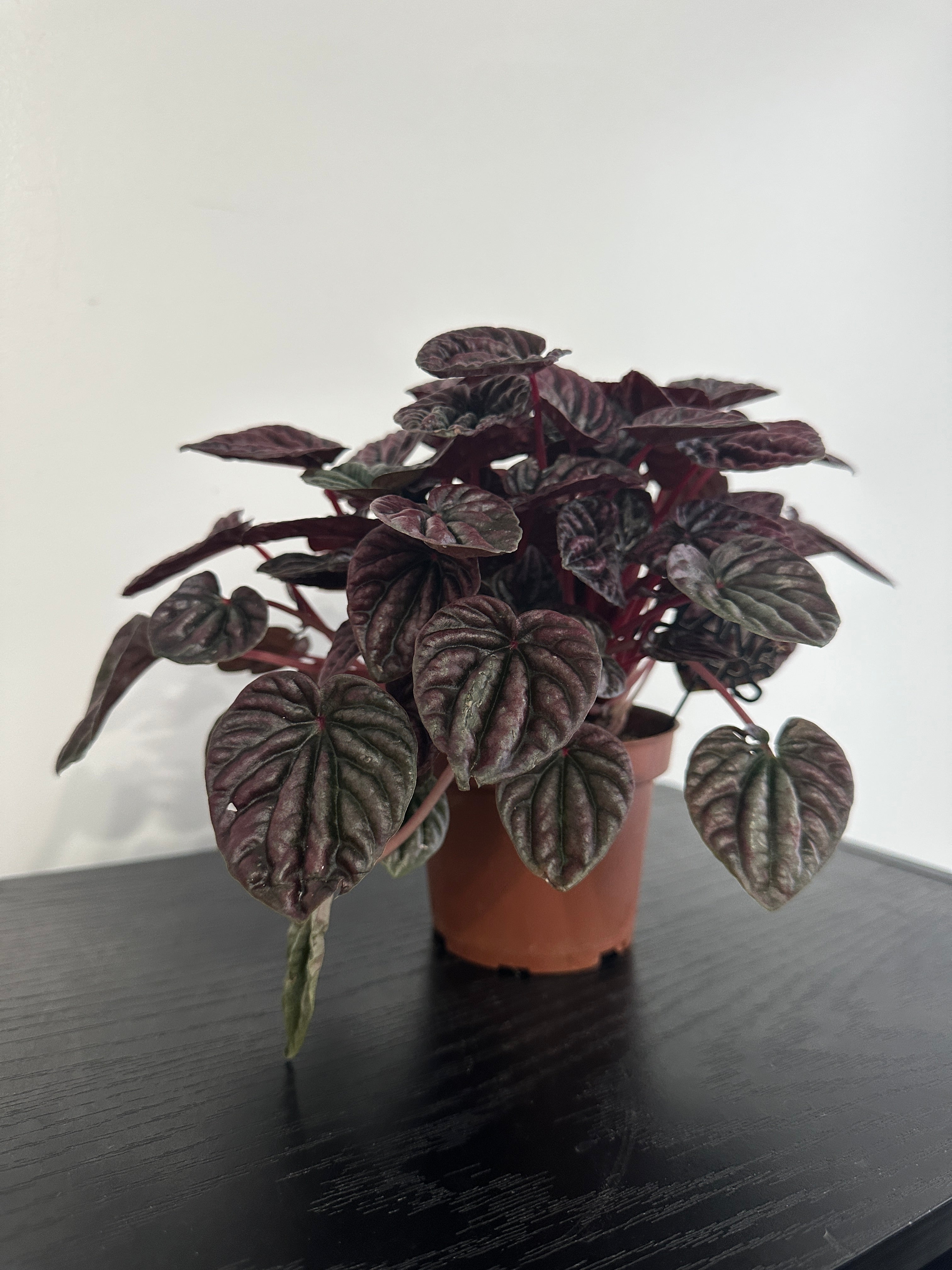 Peperomia Red Luna
